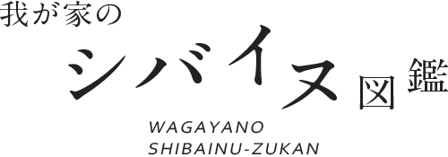 犬連れで犬山城下町をおさんぽ観光 我が家の柴犬図鑑