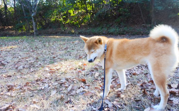 犬が噛むのはトレーニングでなおせるのか