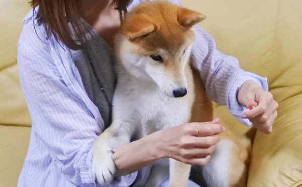 柴犬が噛むのはトレーニングでなおせるのか