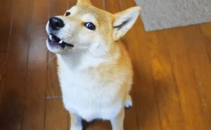 犬はやわらかくことわる方法を知らない