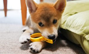 わえたものを取り上げようとすると噛み付いてくる柴犬