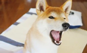 犬が噛んでくるのはトレーニングでなおせるのか。