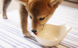 生後2か月の柴犬