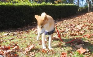 犬が噛んでくるのはトレーニングでなおせるのか。