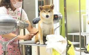 柴犬のトリミング