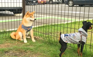 ドッグランで動かない柴犬