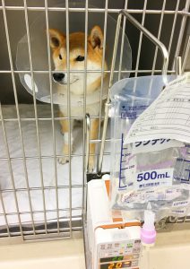 犬の入院費