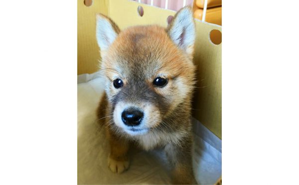 柴犬の麦を家族に迎えました