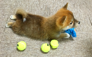 柴犬麦が我が家に来た日