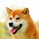 タヌキ顔の柴犬