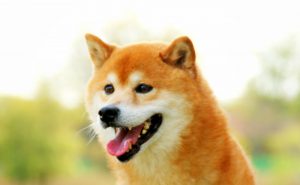 タヌキ顔の柴犬