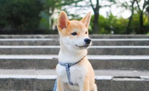 柴犬の散歩量について