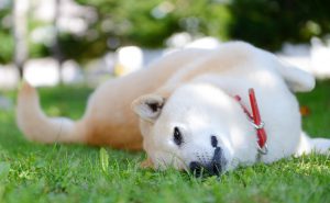 独立心が強くてツンデレ