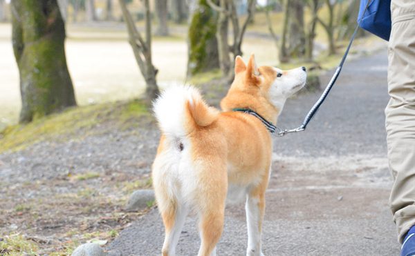 ペット保険って必要ですか