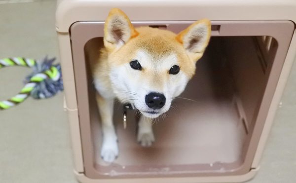 ペット保険はどこの動物病院でも使えるの？