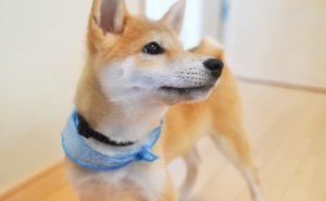 柴犬はシャンプーやブラッシングを嫌がる子が多い