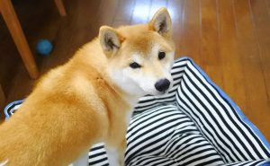 柴犬の生体：縄張り意識が強い