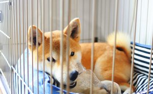 柴犬の生体：縄張り意識が強い