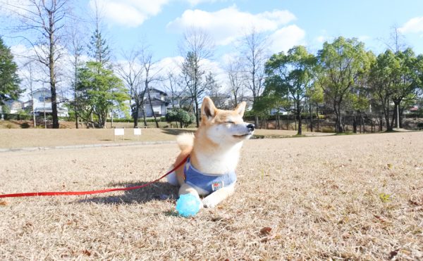 ハーネスを着けて散歩