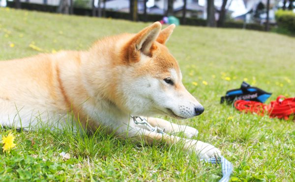 ハーネス着けない柴犬