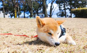 散歩中の拾い食い対策について相談してみた