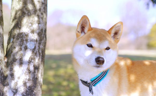 2歳の柴犬