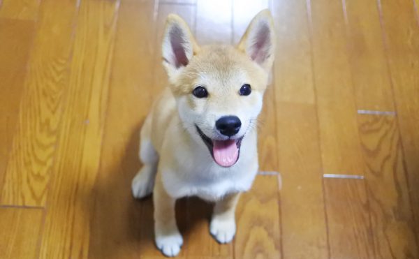 柴犬の子犬生後4か月