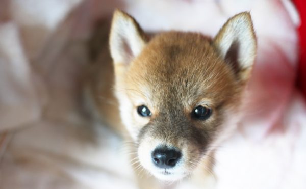 柴犬の子犬の成長