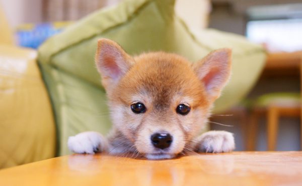 柴犬の子犬