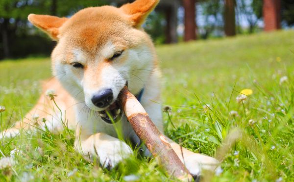 犬噛む用の木