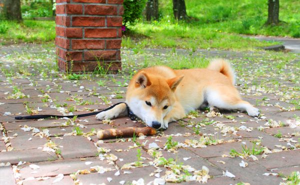 犬用の木（桃の木）