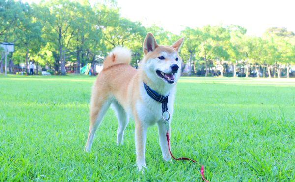 公園でロングリードを付けて遊ぶ麦