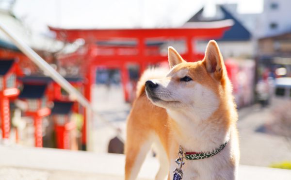 三光稲荷神社、犬連れで参拝