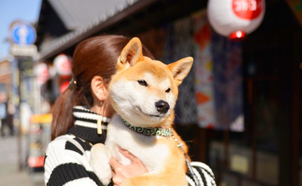 愛犬と一緒に犬山の城下町をお散歩