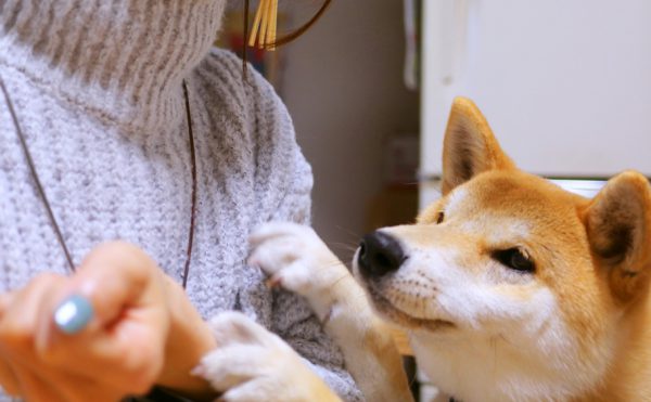 おやつ頂戴