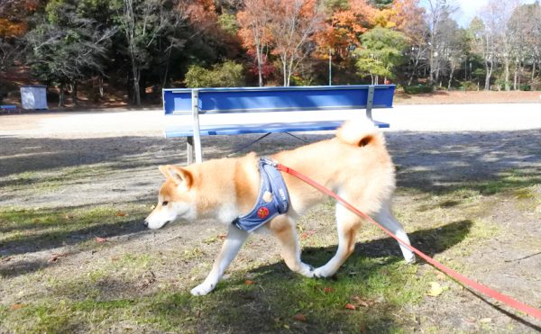 柴犬散歩