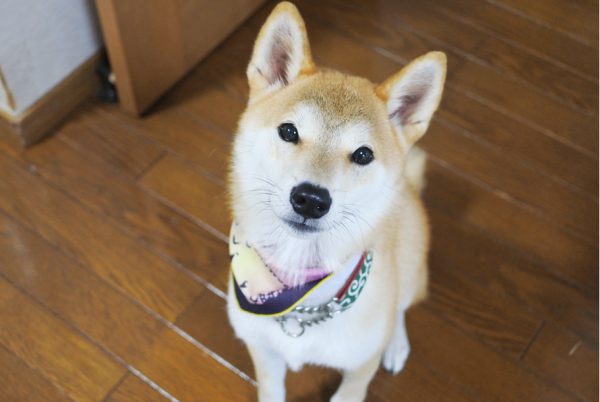 シャンプー嫌いな柴犬