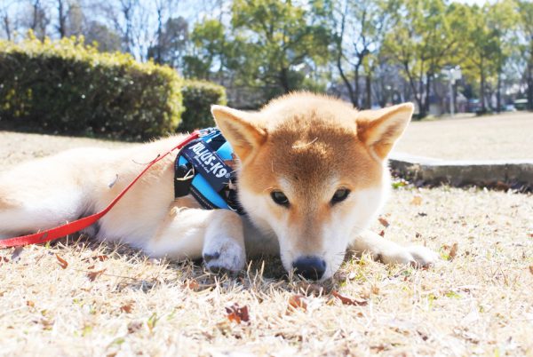 柴犬の噛み癖、本気噛み