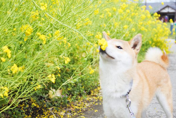 柴犬の噛みくせ