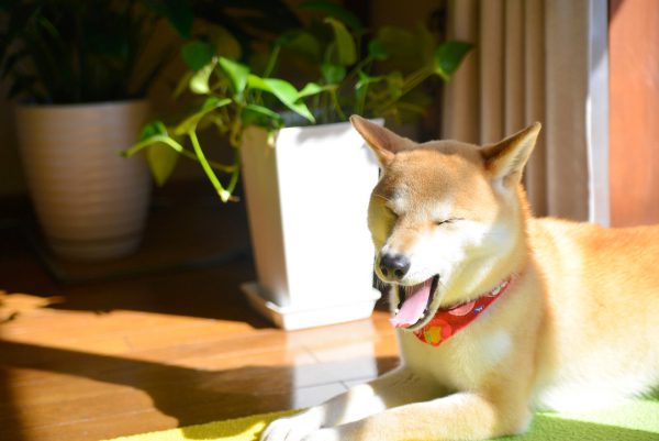 シャンプー嫌いな柴犬