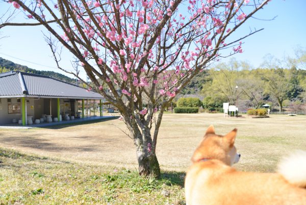 定光寺公園の梅