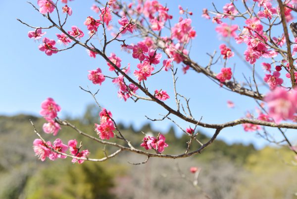 梅の花