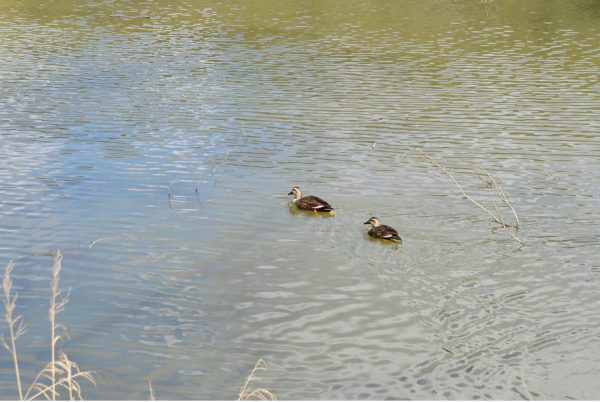 定光寺公園のカモ