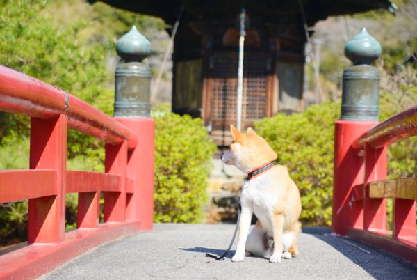 定光寺の弁天橋