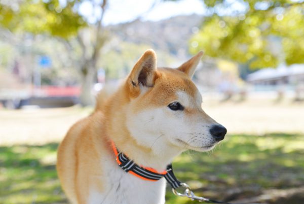 定光寺公園で散歩