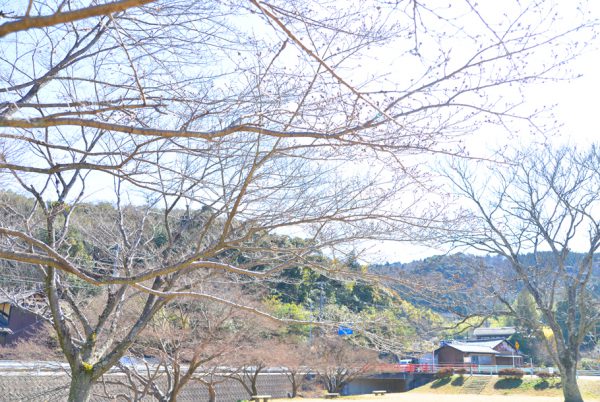 定光寺の桜