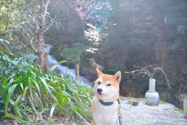 掃除してるおじさんがどうしても気になる麦。