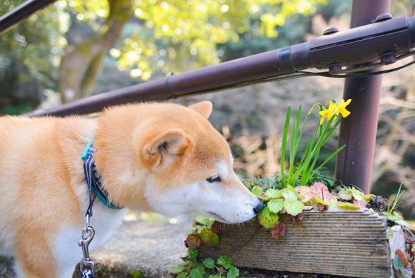 定光寺犬連れで行けるカフェ