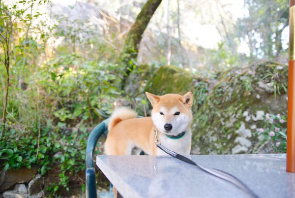 薬膳茶SoybeanFlour（ソイビーンフラワー）テラス席犬連れＯＫ