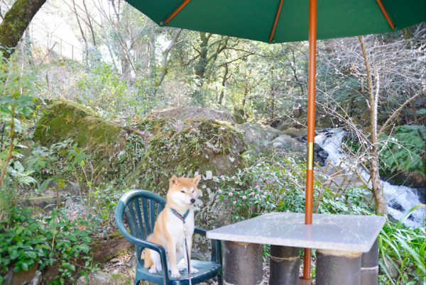 薬膳茶SoybeanFlour（ソイビーンフラワー）テラス席犬連れＯＫ